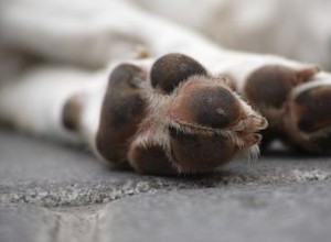 Comment humidifier la peau sèche des pattes d un chien