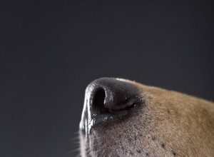 犬のひび割れた唇を癒す方法 