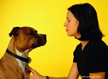 犬にバイオオイルを使用できますか？ 