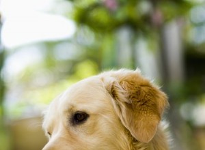 Attelle d étouffement canine maison 