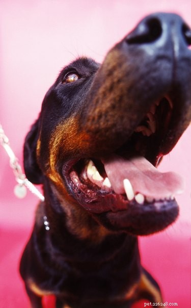 Hur blir man av med svart tandsten på hundar