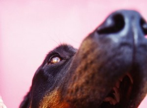 Comment se débarrasser du tartre noir sur les chiens