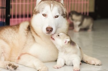 Hoe zal de reu reageren op de pasgeboren puppy s?