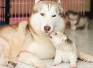 Comment le chien mâle réagira-t-il aux chiots nouveau-nés ?