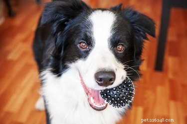 Hoe zorg je voor een scheur in de mond van een hond