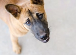 オブジェクトが犬の喉に詰まった場合の対処方法は次のとおりです。 