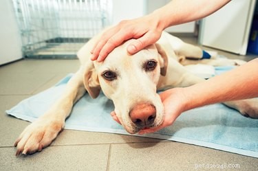 Uppkastning och diarré hos hundar