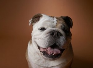 Pourquoi mon bouledogue anglais lèche-t-il tout ?