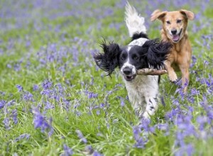 Que faites-vous lorsque les chiens se coincent pendant l accouplement ?