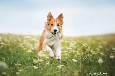 Odstranění vložených klíšťat u psů