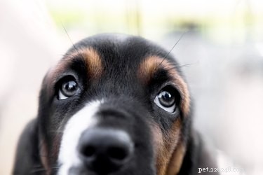 Jaké jsou příčiny zvětšení zornic u psa?
