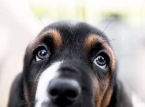 犬の瞳孔が大きくなる原因は何ですか？ 