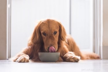 Waarom opent en sluit mijn hond zijn mond na het eten?