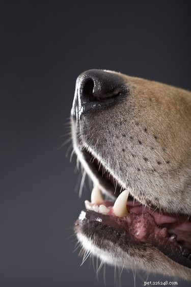 私の犬の歯茎の茶色の斑点はどういう意味ですか？ 