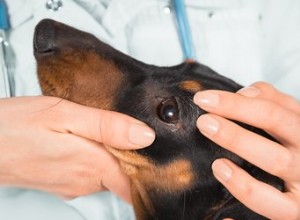 犬用の市販の眼軟膏 