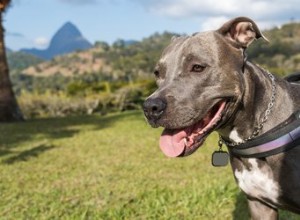 Přípravky na suchou kůži u štěňat pitbulla