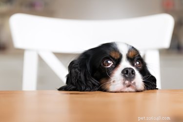 Vad ska jag göra om min hund äter bakpulver?