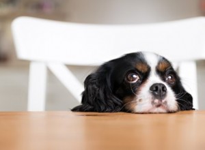 Que dois-je faire si mon chien mange du bicarbonate de soude ?