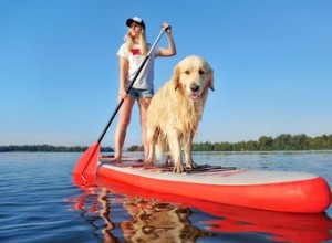 Faiblesse des pattes arrière des Golden Retrievers