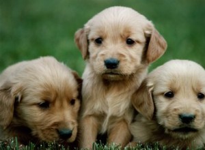 Un laxatif naturel ou un émollient fécal pour les jeunes chiots