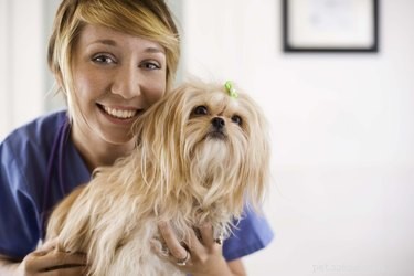 Efeitos colaterais da overdose de prednisona em cães