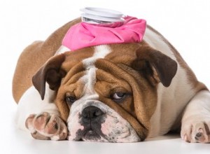 Comment appliquer une compresse chaude pour les chiens