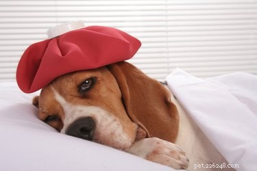 犬に温湿布を適用する方法 