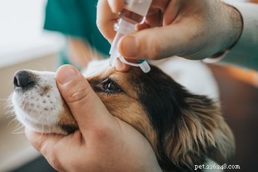 犬のまぶたの麦粒腫のための家庭薬 