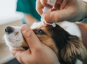 Remèdes maison pour les orgelets sur les paupières des chiens