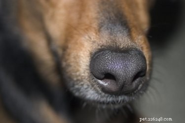 Hemlagade botemedel mot trängsel hos hundar
