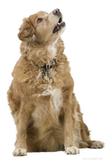 Quais são as causas e o tratamento se um cão tiver baixa contagem de albumina e globulina?