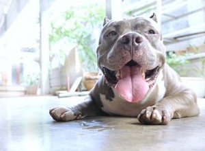 Les étapes de la grossesse chez les pitbulls