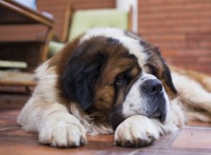 Pourquoi la gueule de mon chien tombe-t-elle d un côté ?