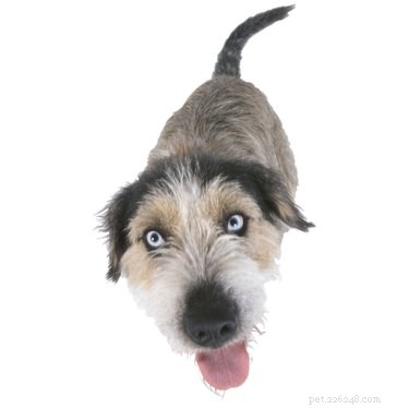 Cosa fa crescere i peli nella bocca di un cane?