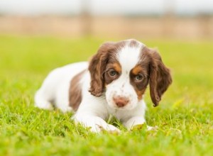 Syndrome du chiot tremblant