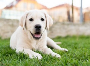 Jak dlouho žijí Yellow Labs?