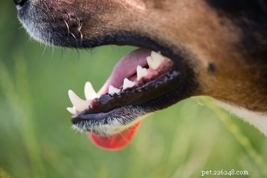 Huskurer som tar tandsten från en hunds tänder