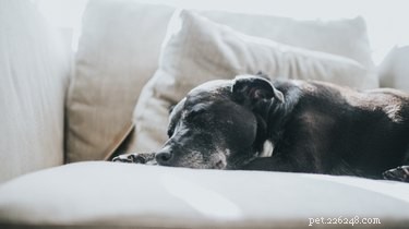 O que podemos fazer se nosso cão estiver com o bumbum muito dolorido?