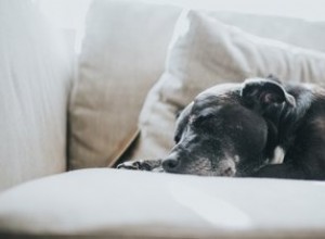 Que pouvons-nous faire si notre chien a très mal aux fesses ?