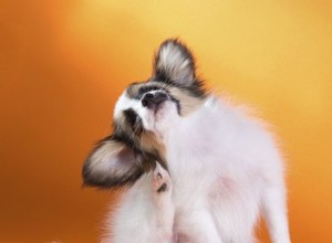 犬がマンサクにどのように反応するか 