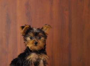 Comment garder les yeux d un Yorkie propres