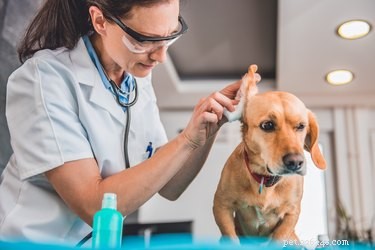 O que causa crostas escamosas marrons nas orelhas dos cães? 