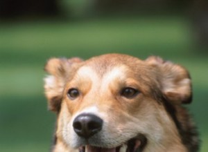 Qu est-ce qui aide à ramollir les selles de mon chien ?