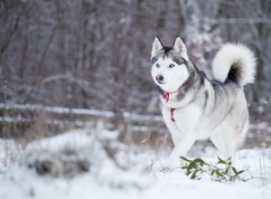 Bytop sibiřských husky