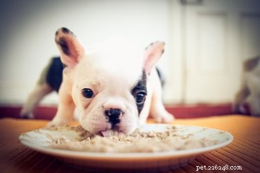 Wat eten puppy s van vier weken oud?