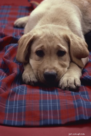 Wat gebeurt er als je honden piepschuim geeft?