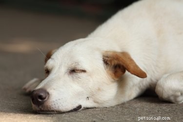Как лечить фурункул у собаки
