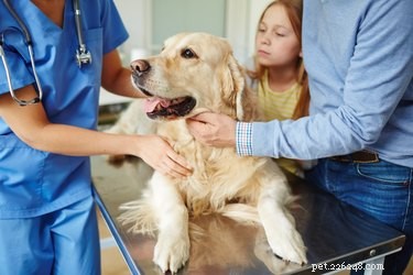 Quel est le taux de monocytes chez le chien ?