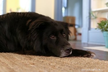 Hoe gebruikt u Gold Bond-medicinaal poeder voor honden