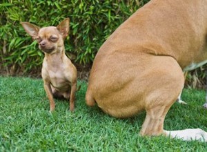 Comment nettoyer les fesses d un chien